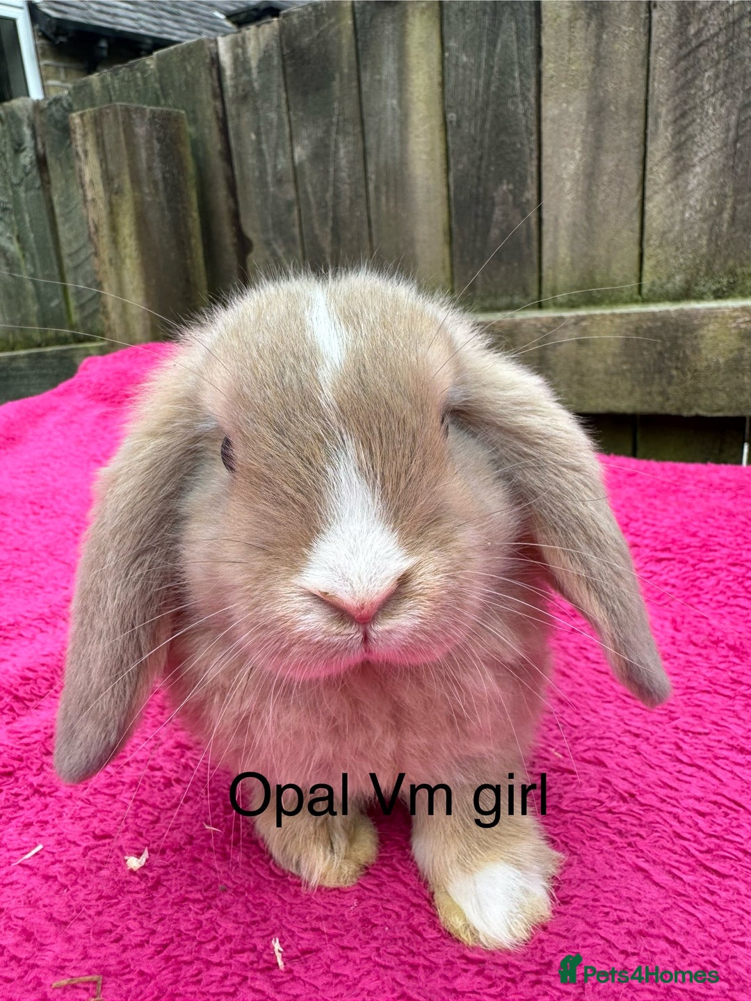 Mini Lop rabbits for sale: Friendly pure mini lops - Image 2