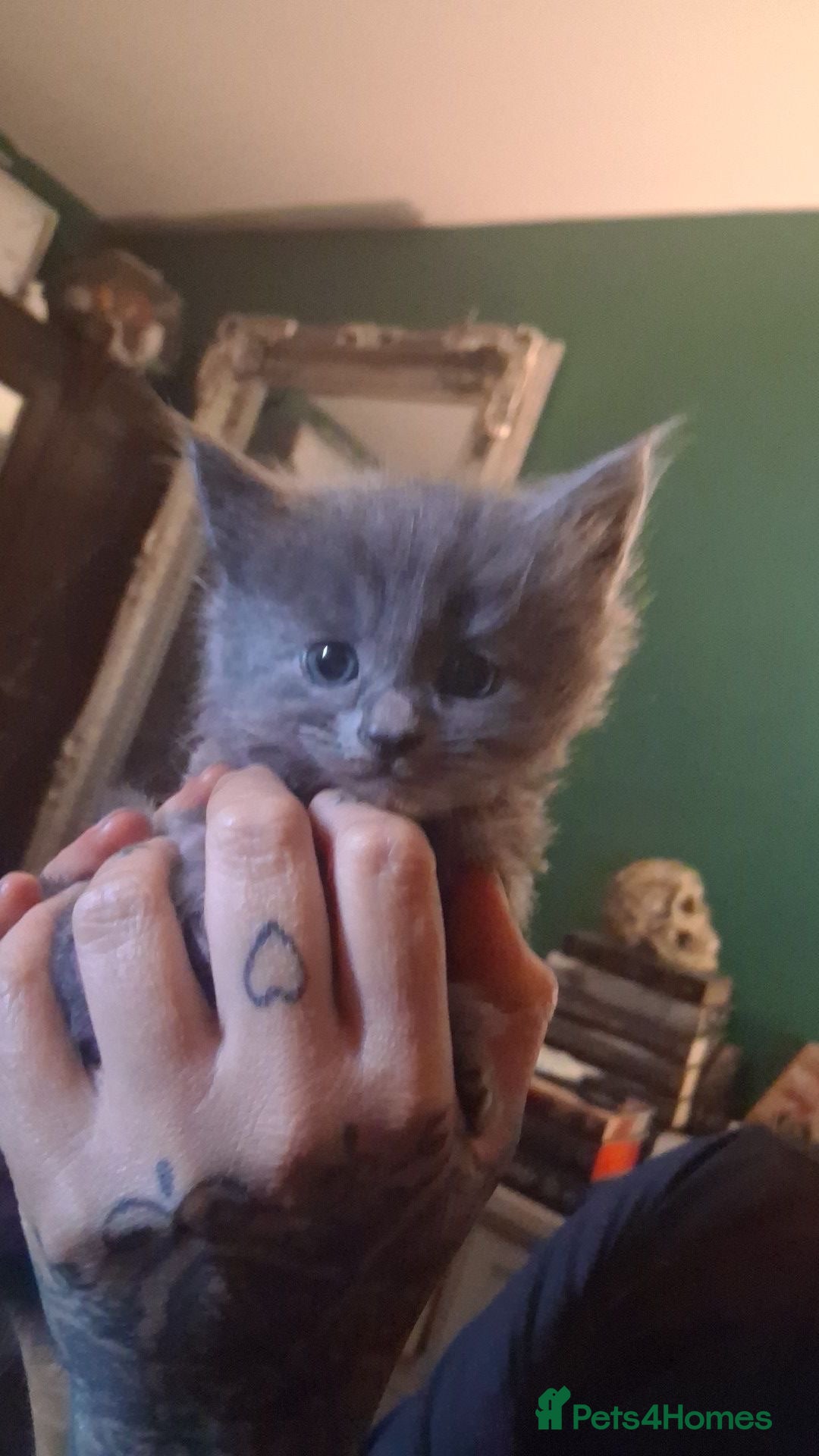 Mixed Breed cats Three fluffy long haired kittens - Advert 5