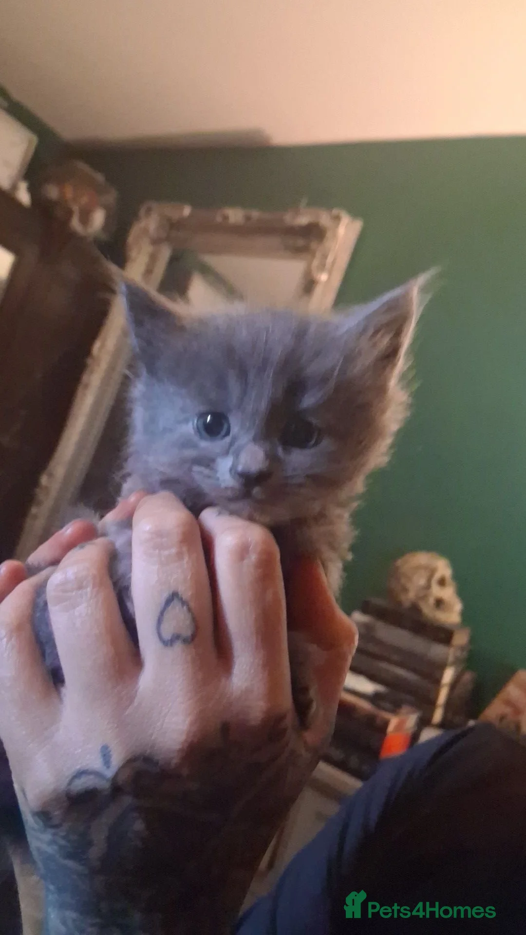 Mixed Breed cats for sale: Three fluffy long haired kittens in Carlisle - Advert 1
