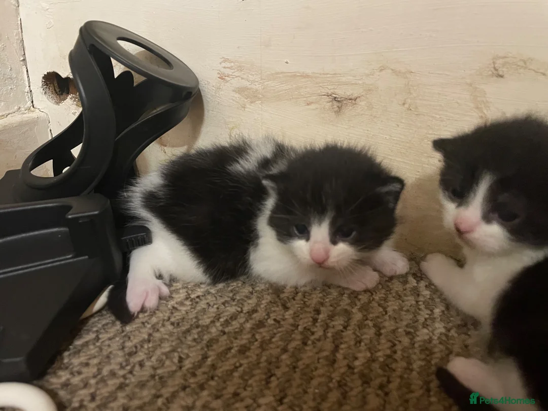 Domestic Shorthair cats for sale: Beautiful fluffy kittens  - Advert 2