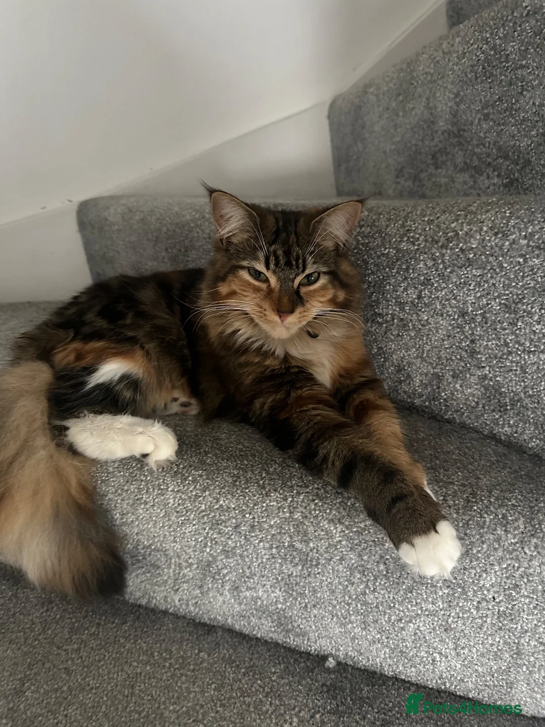 British Longhair cats for sale: Minnie - Advert 3