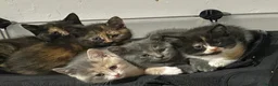 British Shorthair cats for sale: 4 docile girls  - Advert 1
