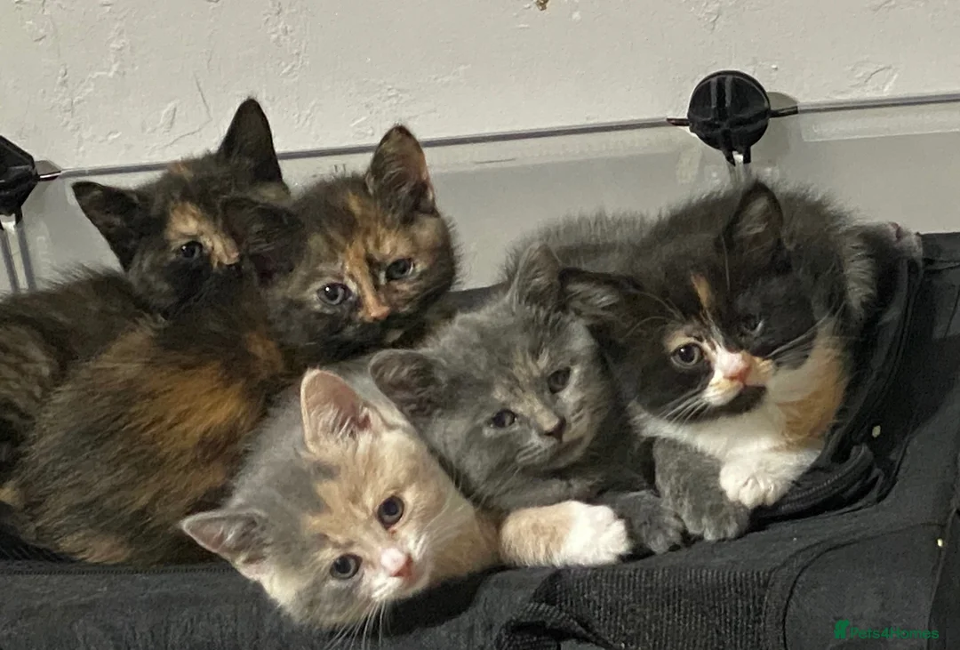 British Shorthair cats for sale: 4 docile girls  - Advert 1