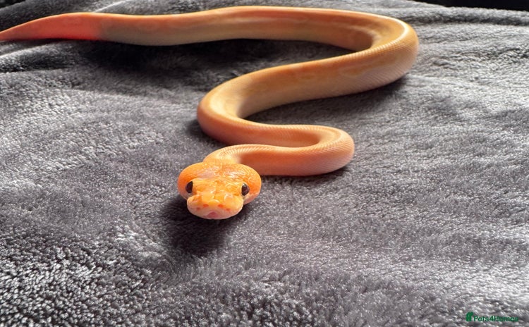 Python Snake reptiles - Advert 10