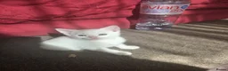 Turkish Angora cats for sale: Whithe Turkish Angora - Advert 12