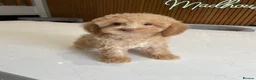 Cockapoo dogs for sale: F1B Cockapoo Pups - Ready to leave now!! - Advert 9