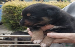 Mixed Breed dogs for sale: collie x Huntaway  pups one boy left  - Image 19