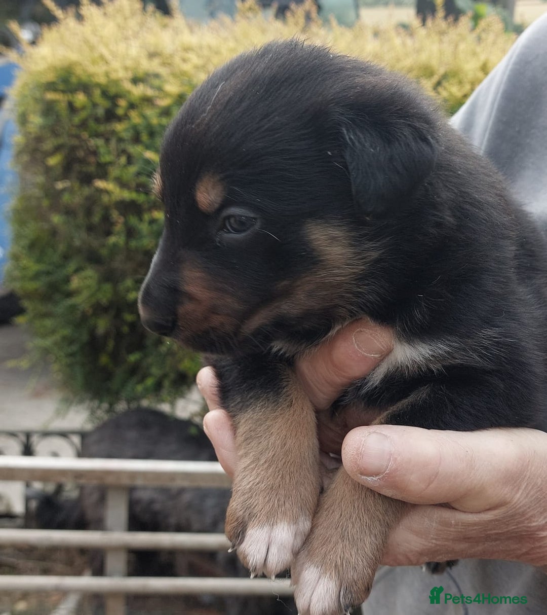 Mixed Breed dogs for sale: collie x Huntaway  pups one boy left  - Image 19