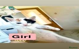 Turkish Van cats for sale: Adorable kittens looking for a home - Image 2