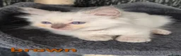 Ragdoll cats for sale: DNA tested Ragdoll kittens  - Advert 14