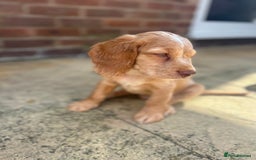 Cocker Spaniel dogs for sale: ONE LEFT - Ready to go - Beautiful Family-Raised - Image 15