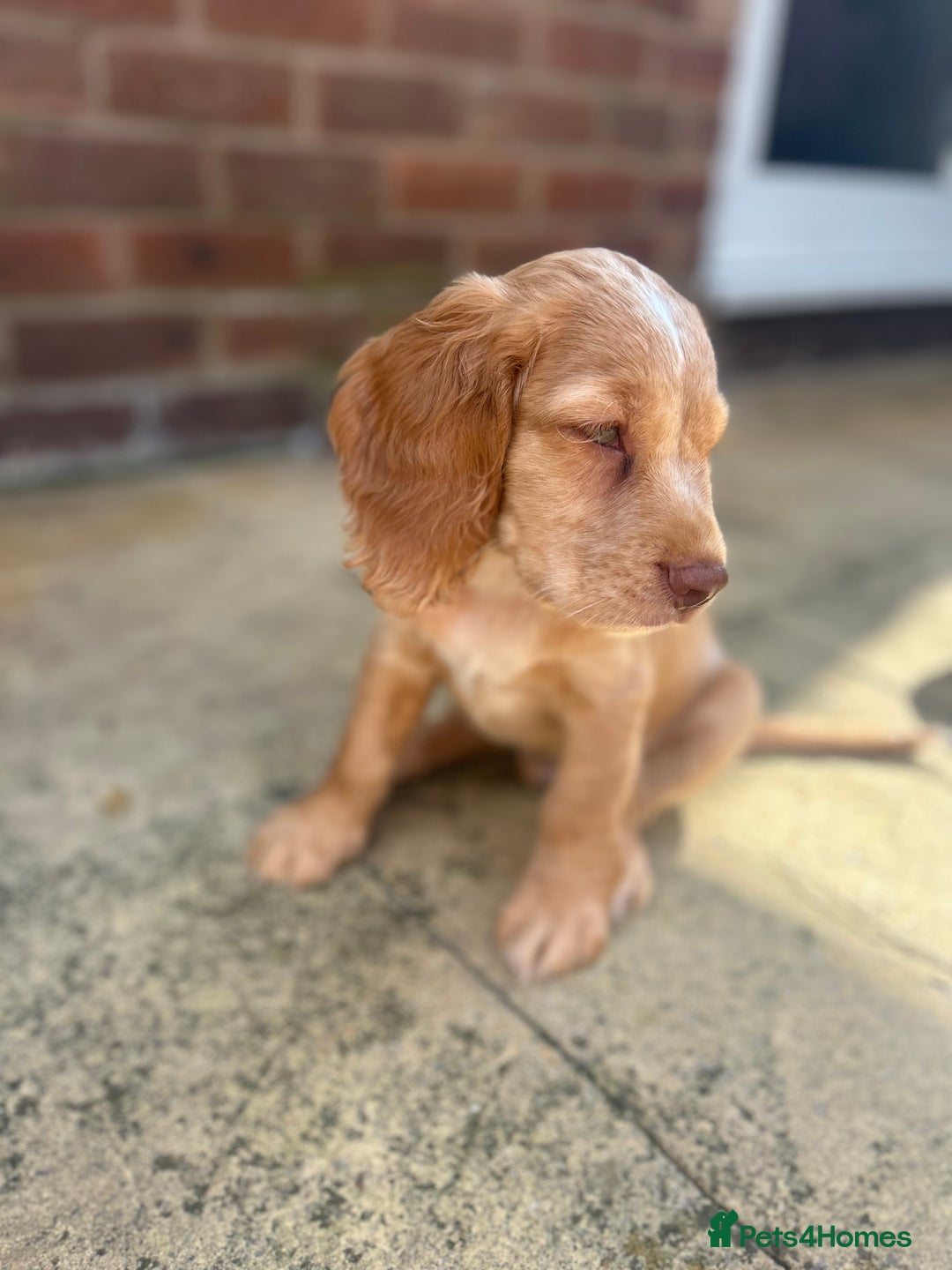 Cocker Spaniel dogs for sale: ONE LEFT - Ready to go - Beautiful Family-Raised - Image 15
