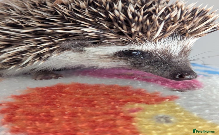 Pygmy Hedgehog rodents - Advert 3