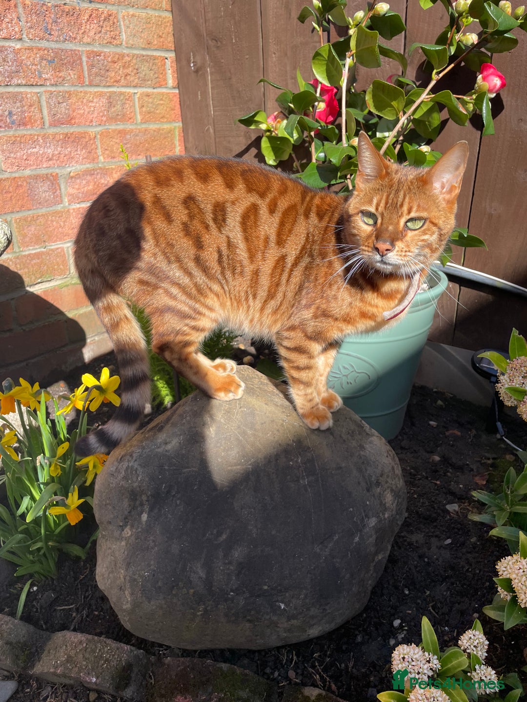 Bengal cats for sale: Bengal cat - Image 3