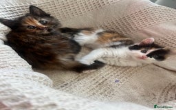British Longhair cats for sale: Last kitten - Image 4