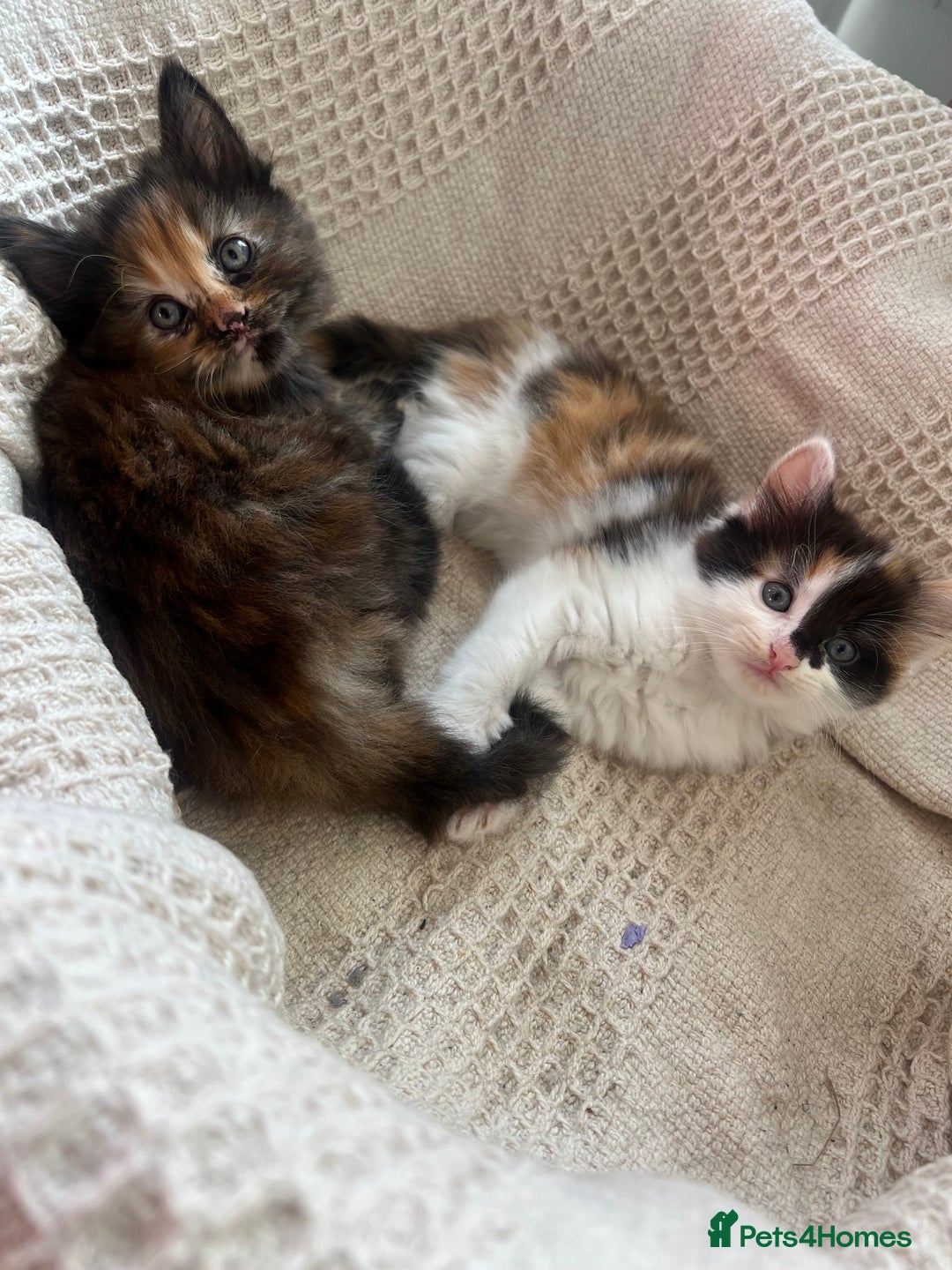 British Longhair cats for sale: Last kitten - Image 4