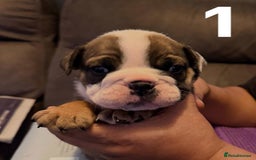English Bulldog dogs for sale: English Bulldog Puppies – Top Quality Bloodlines - Image 3
