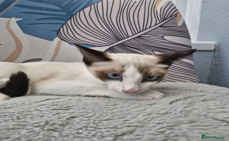 Snowshoe cats - Advert 2