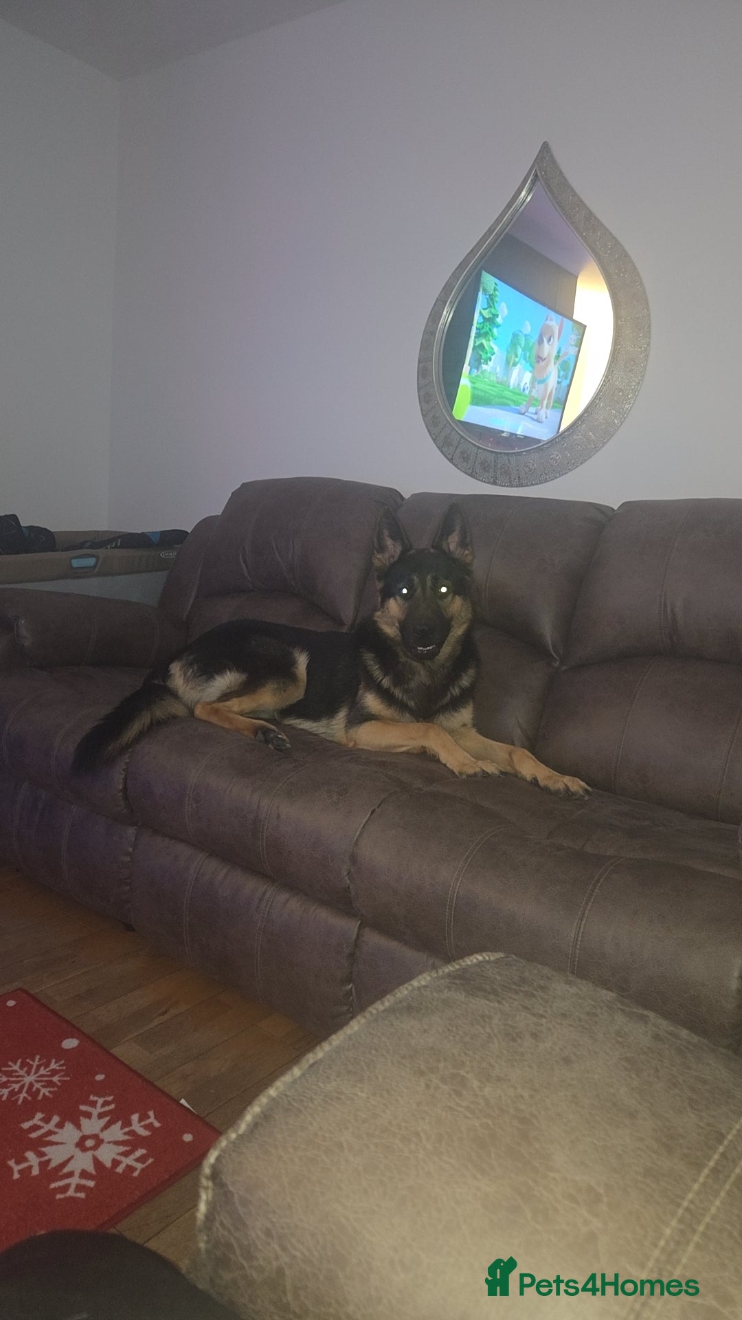 German Shepherd dogs for sale: Hansel  - Advert 2