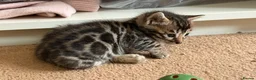 Bengal cats for sale: BENGAL 🔥 KITTENS TICA REGISTERED  - Advert 4
