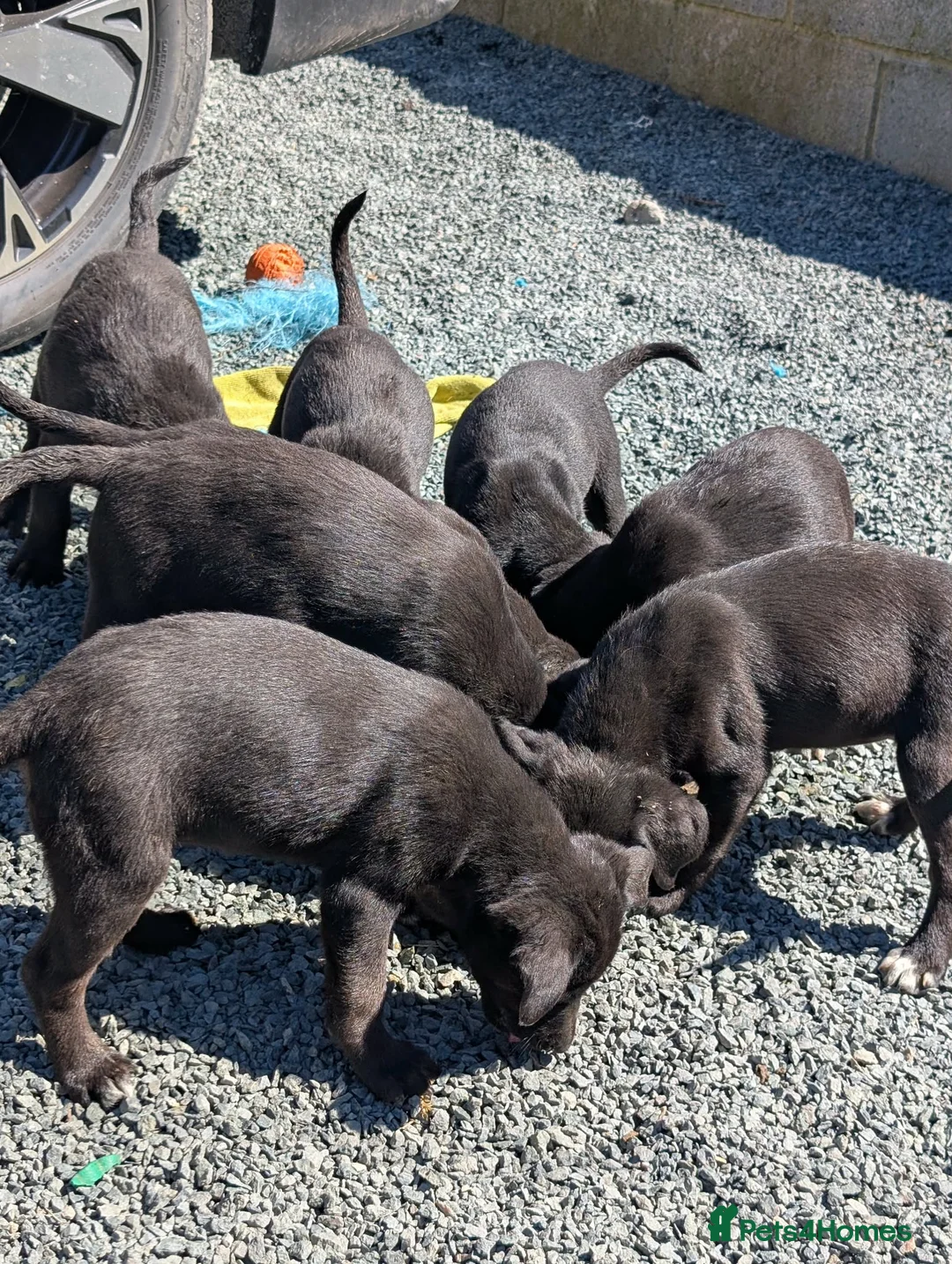 Springador dogs for sale: Springadors  in Llangefni - Advert 2