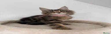 Brown Tabby Girl