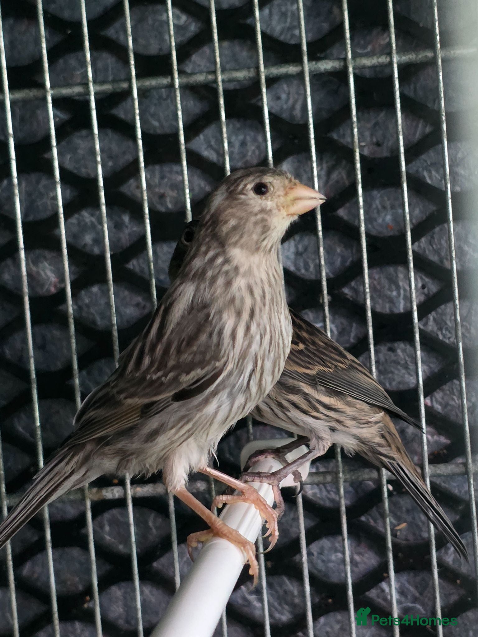 Canaries birds Cnarries  for sale  - Advert 1