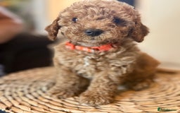 Mixed Breed dogs for sale: Toy Maltipoo X Miniature Labradoodle Puppies - Image 8