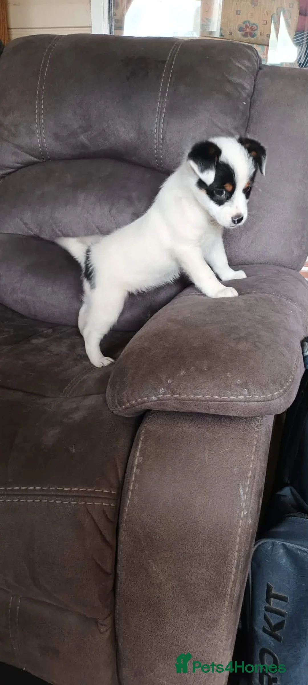 Jack Russell dogs for sale: Jack Russell boy pup in Truro - Advert 6