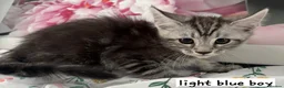 Ragcoon cats for sale: Beautiful Ragcoons  - Advert 4