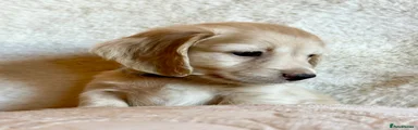 Miniature Dachshund Puppy 2