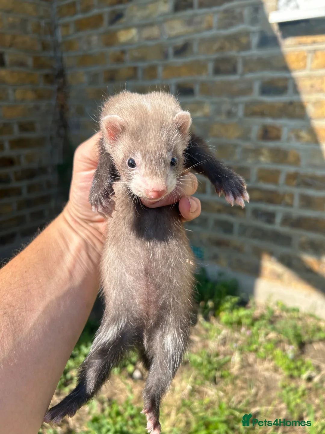 Ferret rodents for sale: Ferret kits - Advert 10