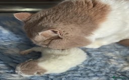 British Shorthair cats for sale: Fawn and white beautiful boy Tica ready Sep - Image 8