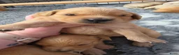 Golden Retriever dogs for sale: KC Puppies cream & gold - Advert 14