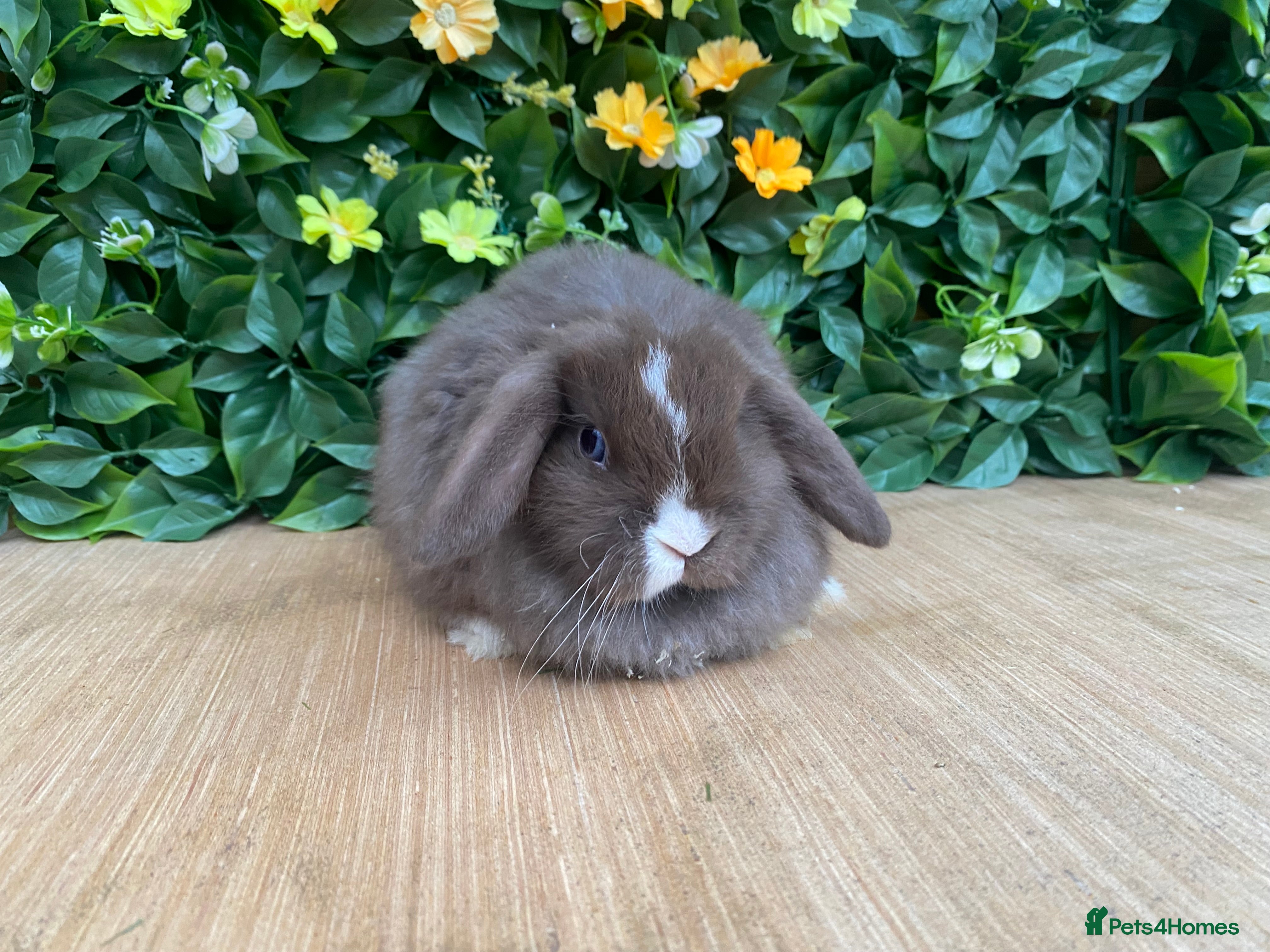 Mini Lop rabbits Mini lops ( Est since 2014 )💙 ready this weekend  - Advert 6
