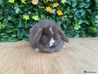 Mini Lop rabbits Mini lops ( Est since 2014 )💙 ready this weekend - Advert 6