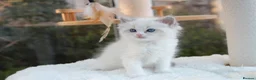 Ragdoll cats for sale: Adorable TICA Ragdoll/Cherubim Kittens  - Advert 9
