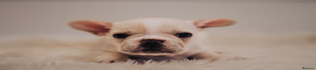 French Bulldog Puppy 1