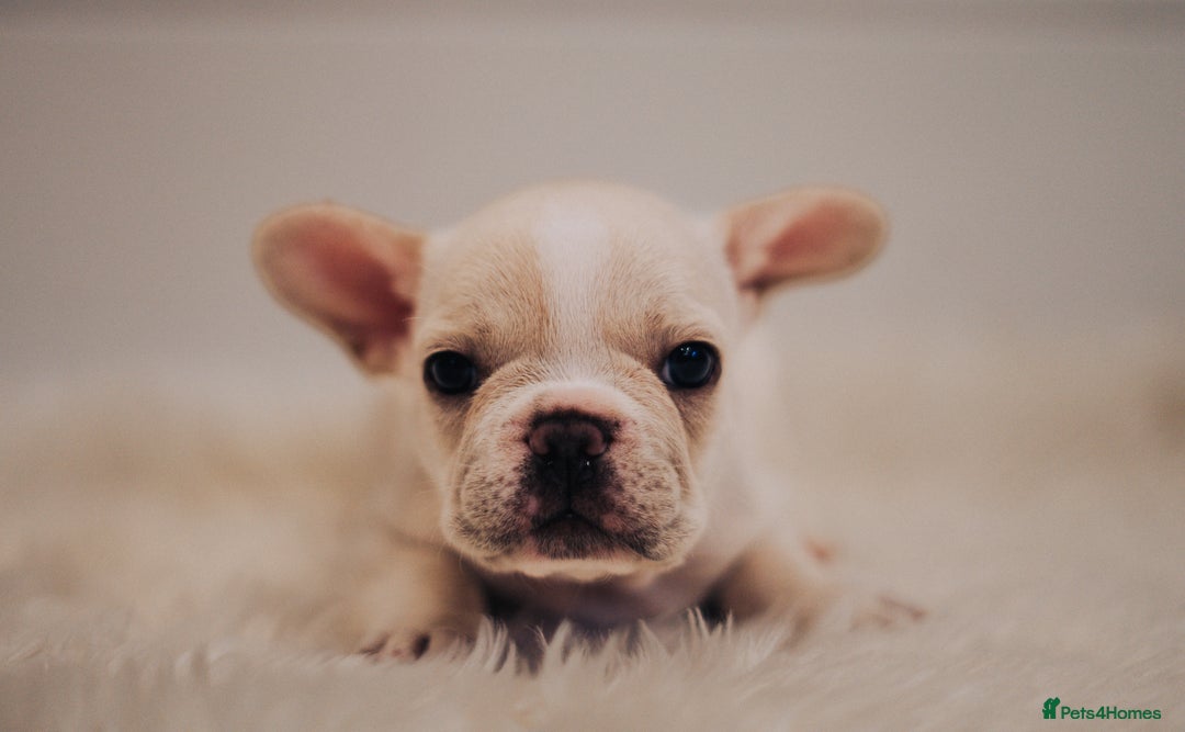French Bulldog dogs for sale: 2 Male and 2 Female French Bulldogs - Image 17