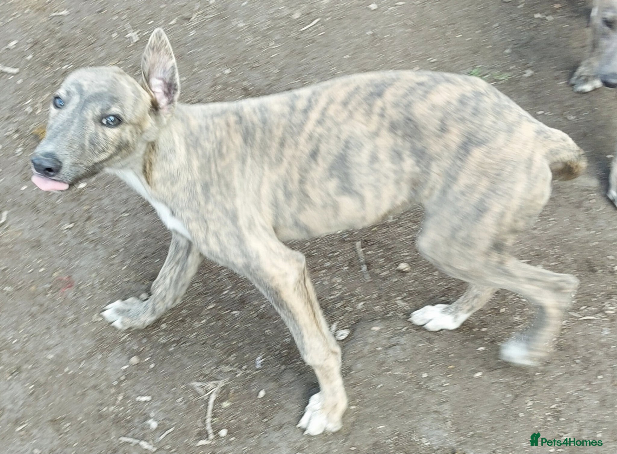 Greyhound dogs Greyhound pups - Advert 4