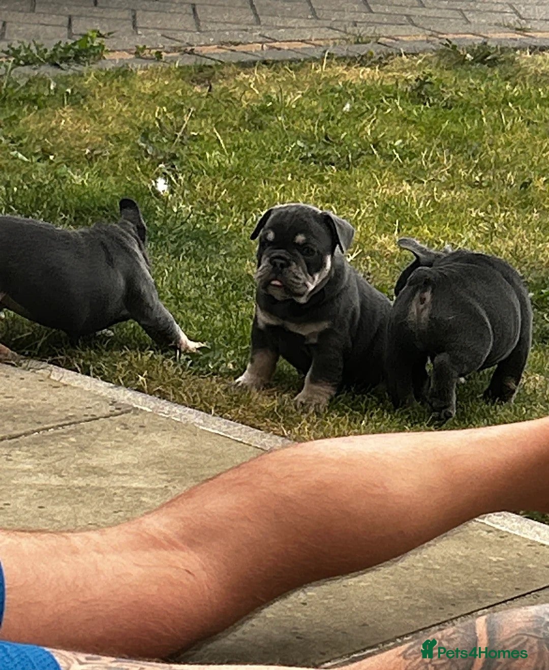 Mixed Breed dogs Stunning F1 (French x British Bulldog) Pups! - Advert 7