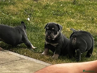 Mixed Breed dogs Stunning F1 (French x British Bulldog) Pups! - Advert 2