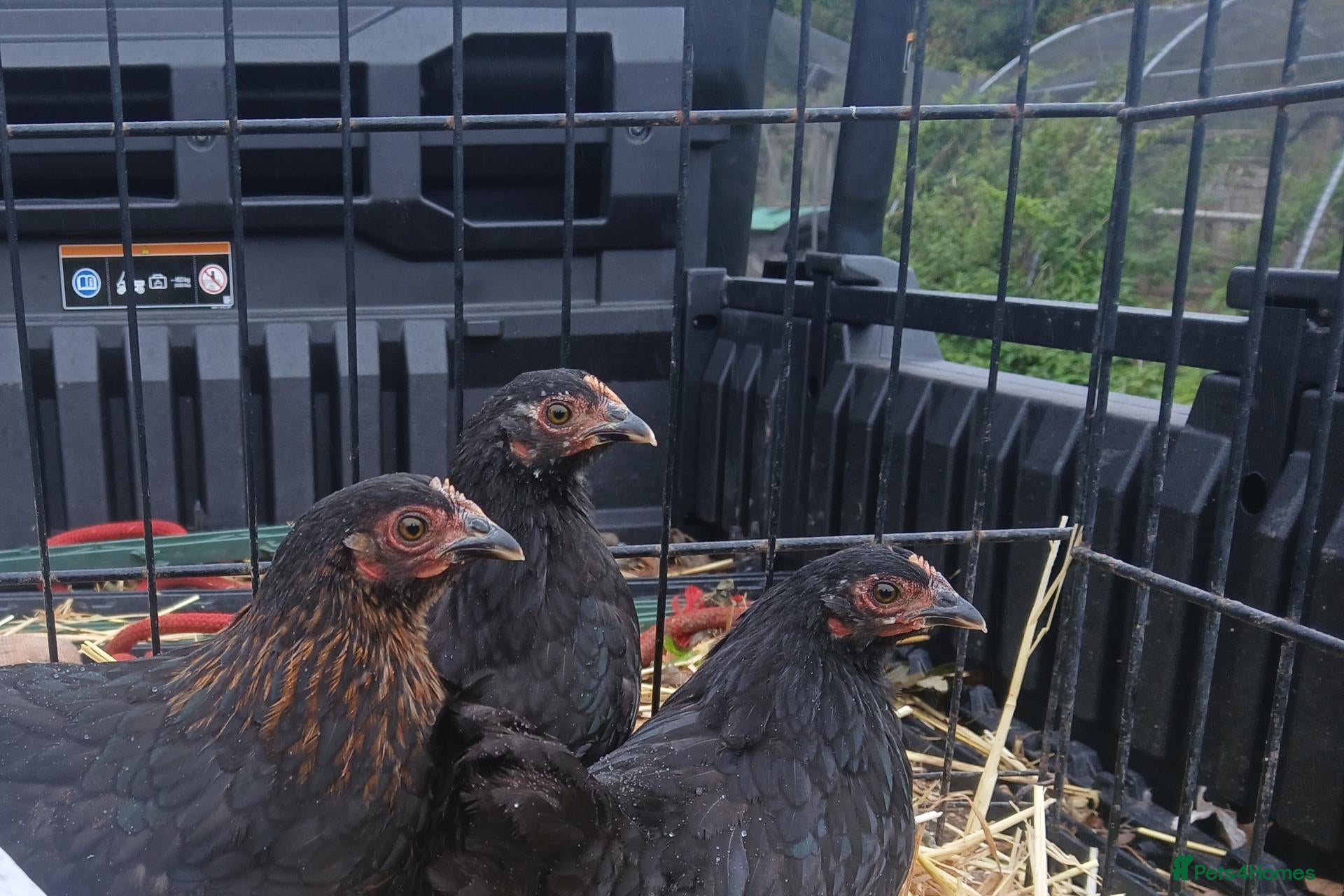 Chickens poultry Pekin bantam pullets (3 left) - Advert 13