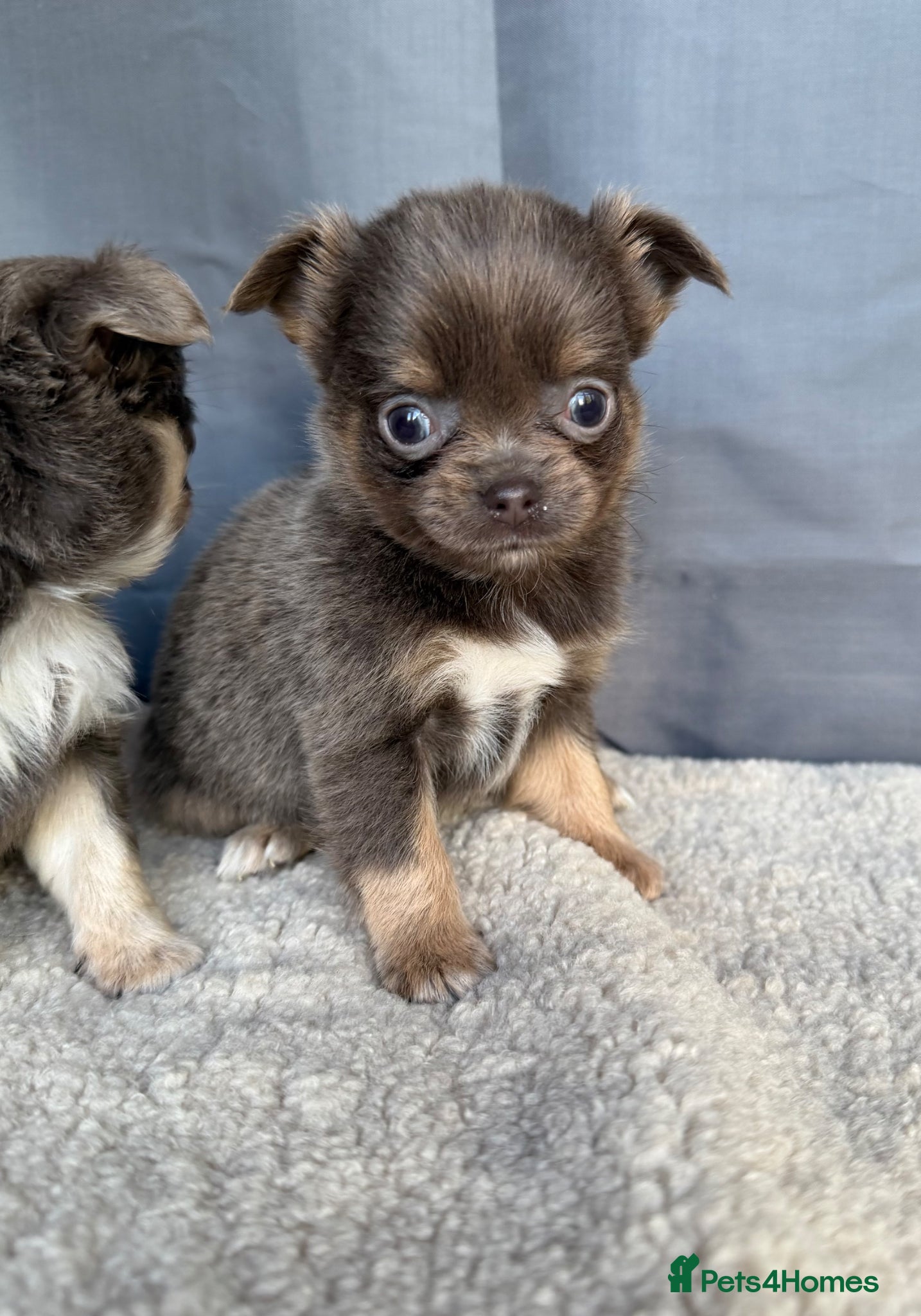 Chihuahua dogs Gorgeous KC reg, lilac long coat girls and boys - Advert 6