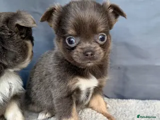 Chihuahua dogs Gorgeous KC reg, lilac long coat girls and boys - Advert 6