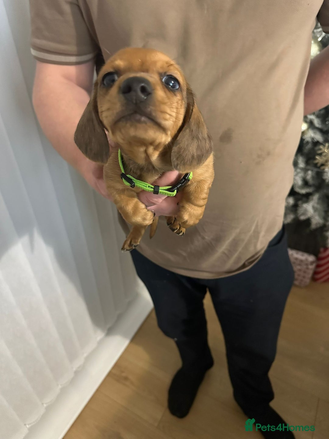 Miniature Dachshund dogs for sale: Miniature dachshunds  - Advert 2