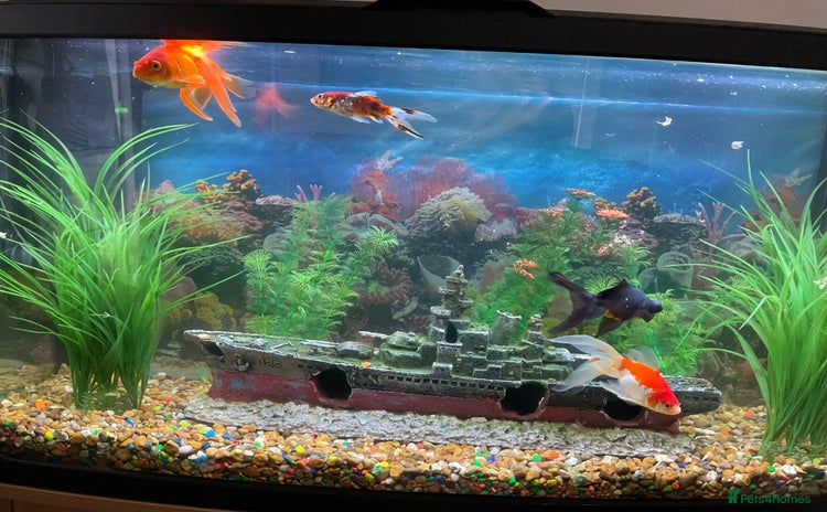 Goldfish fish - Advert 1