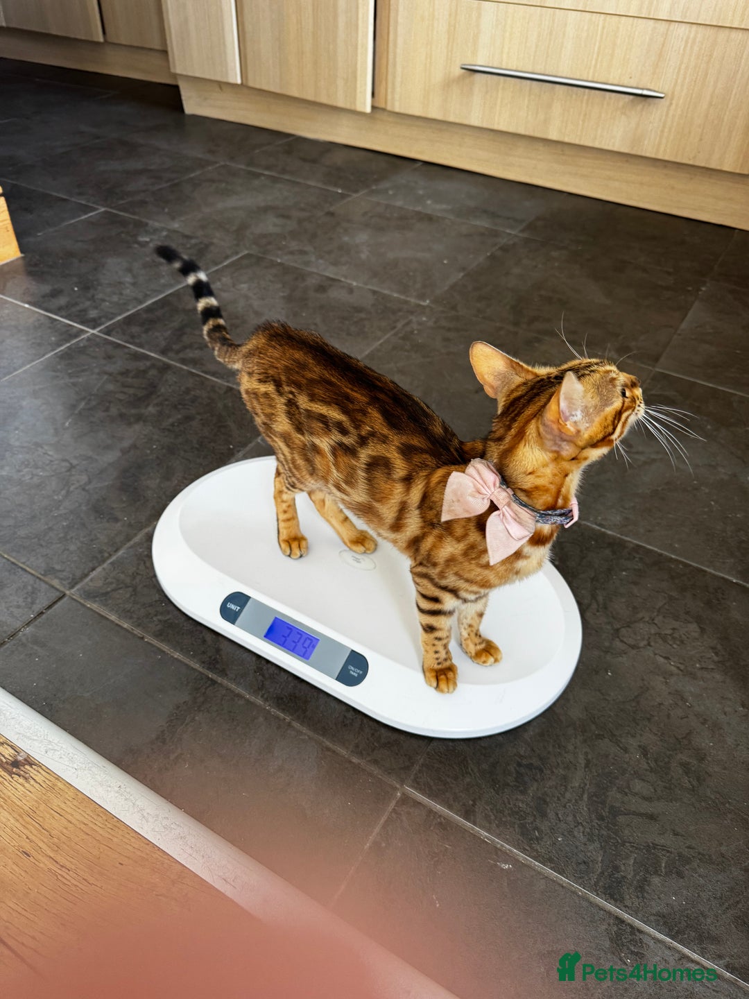 Mixed Breed cats for sale: Gorgeous Marble fur kitten - Ready now - Image 15