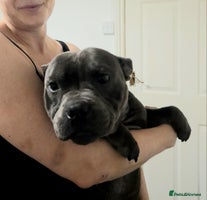 Staffordshire Bull Terrier dogs - Advert 3