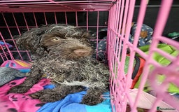 Cocker Spaniel dogs for stud: Beautiful blue roan cocker spaniel for STUD! - Image 17